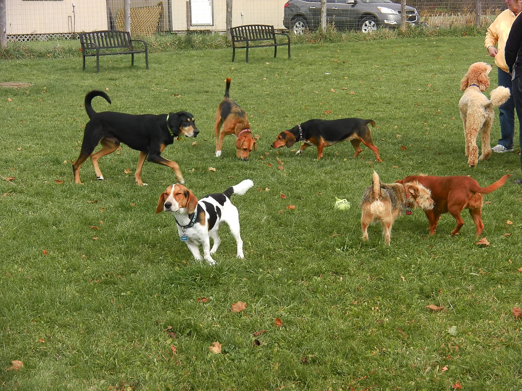 area cani 6