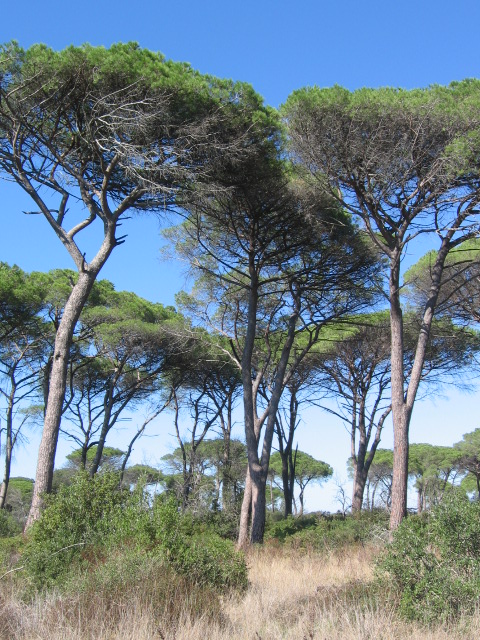 pineta2