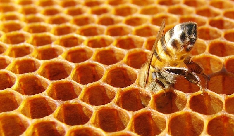 apicoltura 1280x640 1