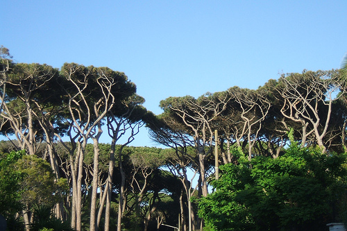 pineta fregene