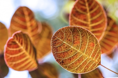 Ecologia - Ambiente 